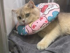 -动物缘宠物医院·骨科·猫科(西二环店)