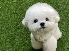 -萌宠之家·腊肠犬·马尔泰·小体犬舍