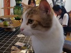 -万小咖.猫咖(中山路天虹店)