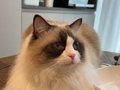 -Oh My Dog宠物沙龙(伊珊娜皮毛护理店)