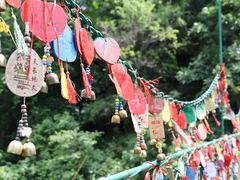 -西双版纳原始森林公园