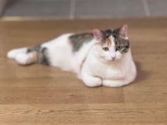 -美联众合动物医院·24h转诊中心