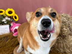 -喜洋洋宠物医院(震川路总店)