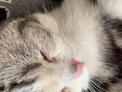 -飞行喵MR PILOT|猫舍·猫咖(静安大融城店)