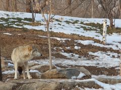 -北京野生动物园