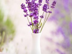 -CoCo都可(深业东岭店)