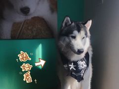 -Husky Go! 哈士奇体验馆·宠物咖啡厅狗咖