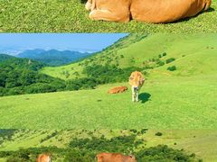 -大姆山草场