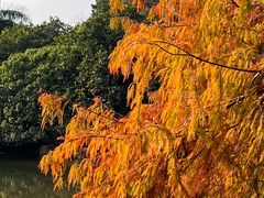 -深圳仙湖植物园