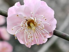 -杭州植物园