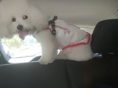 -多乐狗狗宠物训练工作室