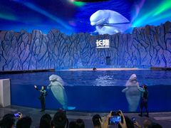 -帝企鹅自助餐厅•儿童岛•真企鹅(长隆企鹅酒店)