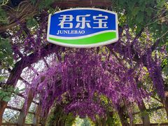-君乐宝优致牧场