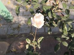 -东方巨龟苑景区