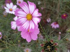 -皇粮浜湿地公园