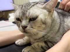 -瑞鹏宠物医院·骨科·猫科·内科(第一中心)