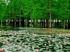 -白鹭湾湿地公园
