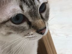 -猫和宫(六道口店)