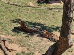 -西霞口神雕山野生动物世界