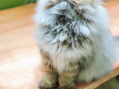 -猫亿天猫咖