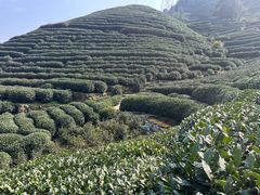 -龙坞茶村