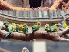 -正佳雨林生态植物园