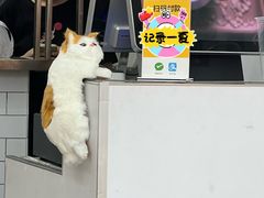 -豆豆冰室·地道招牌椰子冻(大良店)