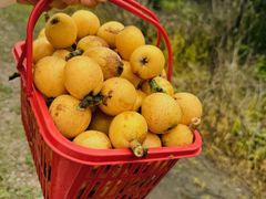 -塘栖枇杷特色园区