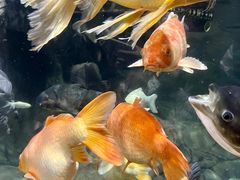 -上海海洋水族馆