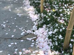 -上海辰山植物园