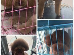 -萌萌喵宠物(百水芊城阅水坊店)