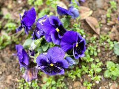 -紫颐香薰山谷景区