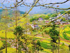 -桑洲油菜花景区