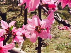 -南汇桃花村