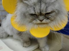 -艾贝尔宠物医院·狂犬免疫点(江山金象城店)