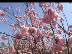 -天适樱花悠乐园