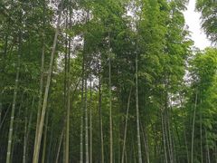 -潜山国家森林公园