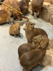 -Zoolung Zoolung动物主题公园(海信广场店)