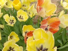 -石家庄市植物园