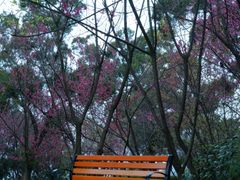 梅花-金鸡山公园