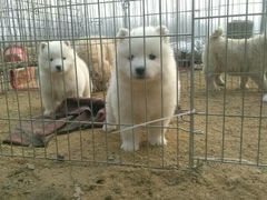 -Oh My Dog宠物沙龙(伊珊娜皮毛护理店)