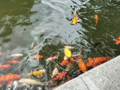 -碧江金楼