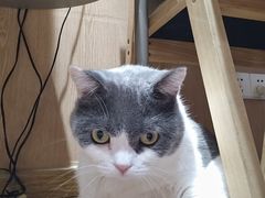 -MOCHA明星猫咖(田子坊店)