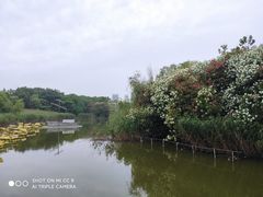 -上海吴淞炮台湾国家湿地公园