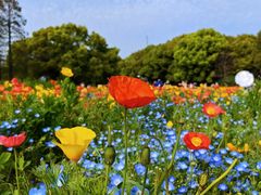 -上海共青森林公园