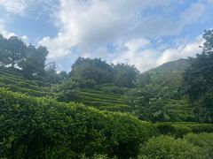 -雁南飞茶田景区