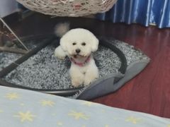 -瑞鹏宠物医院·骨科·猫科·内科(第一中心)