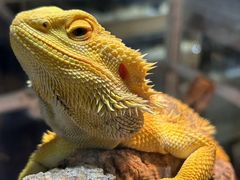 -酷以爬仙阁实体爬宠店·守宫·蜥蜴·专业繁育