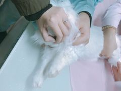 -北京观赏动物医院·24小时大型综合·猫专科·异宠专科