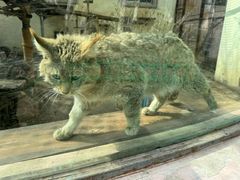 -青藏高原野生动物园